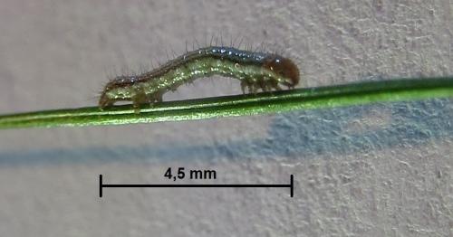 Réf. 241 184 : Thalpophila matura